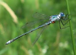 Attēlu rezultāti vaicājumam “Lestes dryas male”