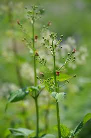 Attēlu rezultāti vaicājumam “Scrophularia nodosa flower”