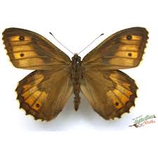 Attēlu rezultāti vaicājumam “Hipparchia semele”