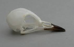 Image result for Seiurus noveboracensis