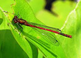 Attēlu rezultāti vaicājumam “Pyrrhosoma nymphula”