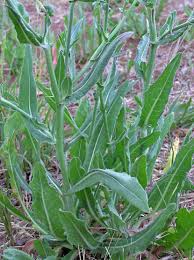 Image result for Cichorium intybus