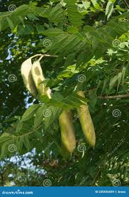 Attēlu rezultāti vaicājumam “Gymnocladus dioicus”