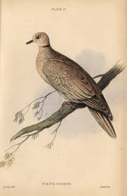 Attēlu rezultāti vaicājumam “Streptopelia decaocto”