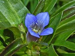 Attēlu rezultāti vaicājumam “Gentiana cruciata flower”
