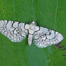 Attēlu rezultāti vaicājumam “Eupithecia venosata”