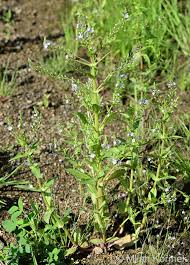 Attēlu rezultāti vaicājumam “Veronica anagallis-aquatica”