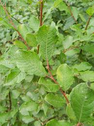 Attēlu rezultāti vaicājumam “Salix aurita”