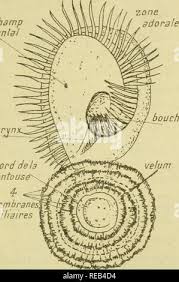 Image result for Vcd Ttc