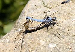 Attēlu rezultāti vaicājumam “Orthetrum brunneum”