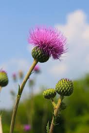 Attēlu rezultāti vaicājumam “Cirsium heterophyllum flower”