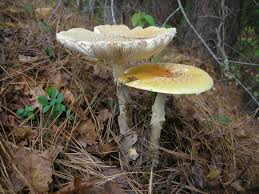 Attēlu rezultāti vaicājumam “Amanita”