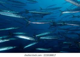 Image result for Sphyraena viridensis