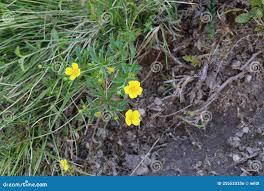 Image result for Potentilla erecta