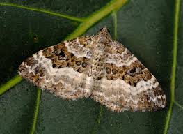 Attēlu rezultāti vaicājumam “Epirrhoe alternata”