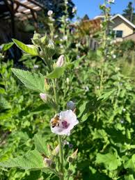 Image result for Althaea officinalis