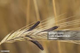 Attēlu rezultāti vaicājumam “Claviceps purpurea”