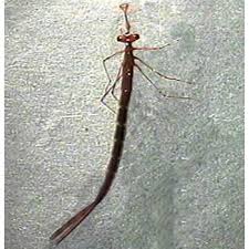 Attēlu rezultāti vaicājumam “Lestidae”