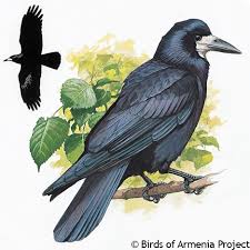 Attēlu rezultāti vaicājumam “Corvus frugilegus”