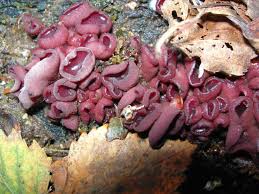 Attēlu rezultāti vaicājumam “Lycogala asperum young”