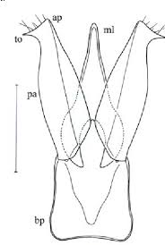 Attēlu rezultāti vaicājumam “Athous sp.”