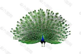 「綠羽毛」的圖片搜尋結果