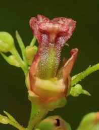 Attēlu rezultāti vaicājumam “Scrophularia umbrosa”