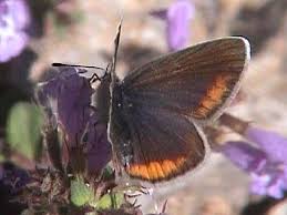 Attēlu rezultāti vaicājumam “Cyaniris semiargus female”