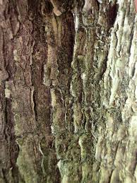 Attēlu rezultāti vaicājumam “Badhamia flavoglauca spores”