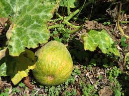 Attēlu rezultāti vaicājumam “Cucurbita pepo fruit”
