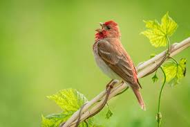 Attēlu rezultāti vaicājumam “Carpodacus erythrinus”
