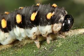 Attēlu rezultāti vaicājumam “Tenthredo mandibularis”