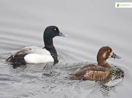 Image result for Aythya marila