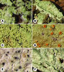 Attēlu rezultāti vaicājumam “Lepraria incana”