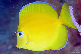 Image result for Acanthurus coeruleus