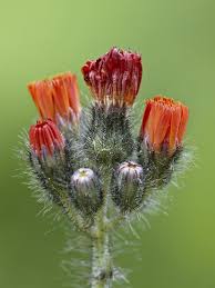 Attēlu rezultāti vaicājumam “Pilosella aurantiaca”