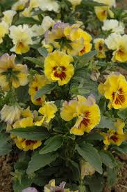 Attēlu rezultāti vaicājumam “Viola uliginosa”