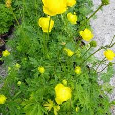 Attēlu rezultāti vaicājumam “Trollius europaeus”