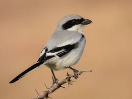 Attēlu rezultāti vaicājumam “Lanius excubitor adult”