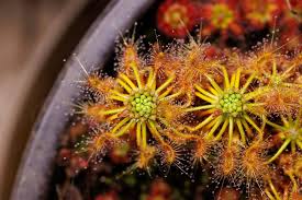 Attēlu rezultāti vaicājumam “Diderma radiatum stalked”