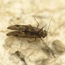 Attēlu rezultāti vaicājumam “Metylophorus nebulosus”