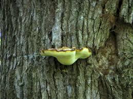 Attēlu rezultāti vaicājumam “Buglossoporus quercinus”