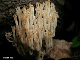 Attēlu rezultāti vaicājumam “Clavicorona pyxidata”