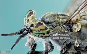 Attēlu rezultāti vaicājumam “Haematopota sp.”