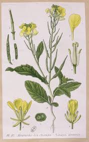 Attēlu rezultāti vaicājumam “Sinapis arvensis”