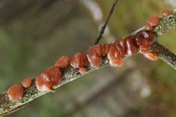 Attēlu rezultāti vaicājumam “Exidia repanda”