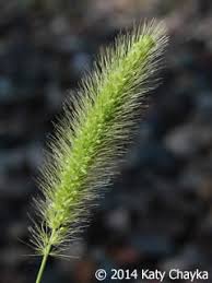 Attēlu rezultāti vaicājumam “Setaria viridis leaf”