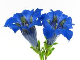 Image result for Enzian