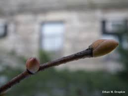 Attēlu rezultāti vaicājumam “Tilia cordata bud”