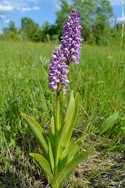 Attēlu rezultāti vaicājumam “Orchis militaris”